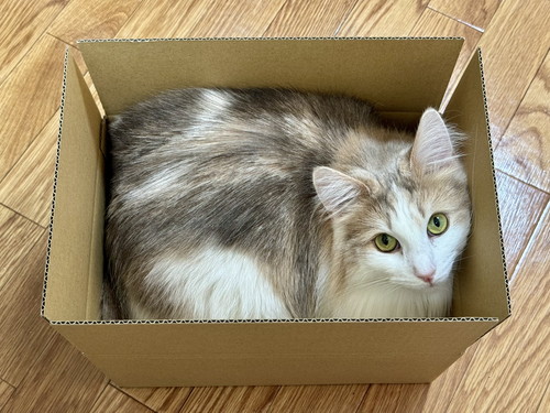 箱にはいるエドリーくん