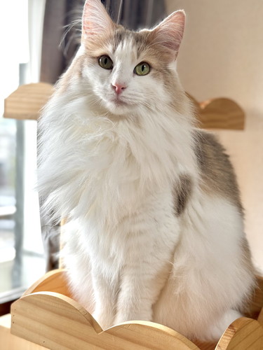 気品あふれるエドリーくん