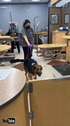 うれしそうな犬