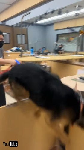 ジャンプする犬