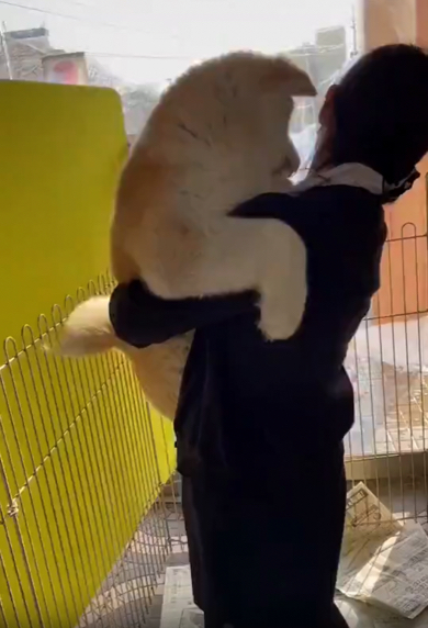 生後4ヶ月の秋田犬の赤ちゃん