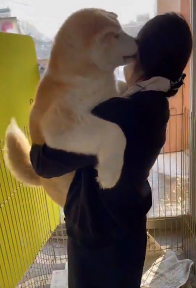 お姉さんに甘える秋田犬の赤ちゃん