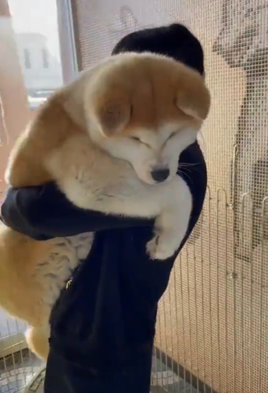 垂れた耳がかわいい秋田犬の赤ちゃん