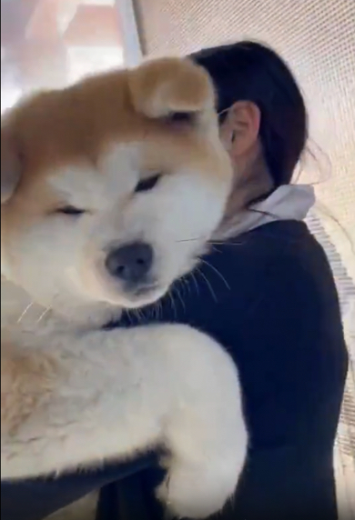 つぶらな瞳がかわいい秋田犬の赤ちゃん