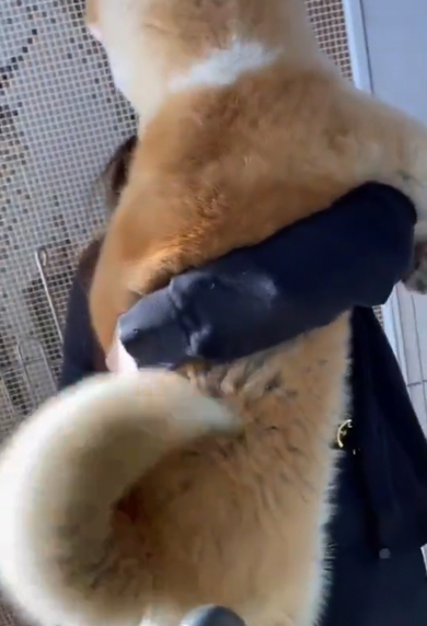 立派な胴体の秋田犬の赤ちゃん