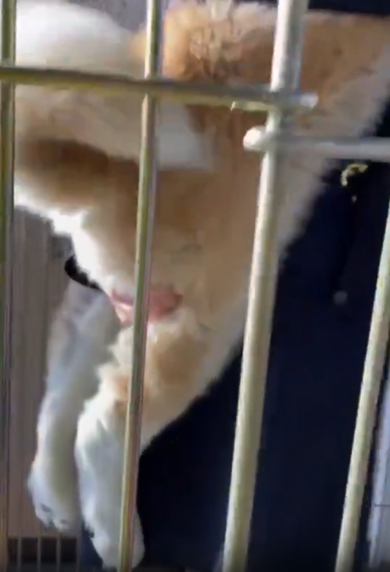 たくましい足をもつ秋田犬の赤ちゃん