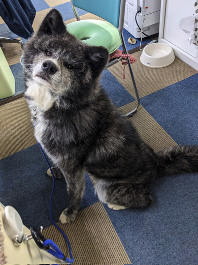 看板権のくろべえくん