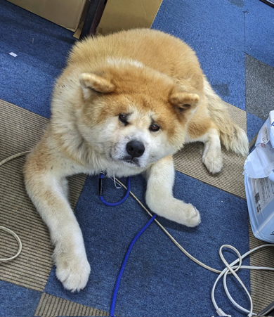 看板権の銀くん