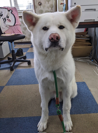 以前話題になったわさびくん