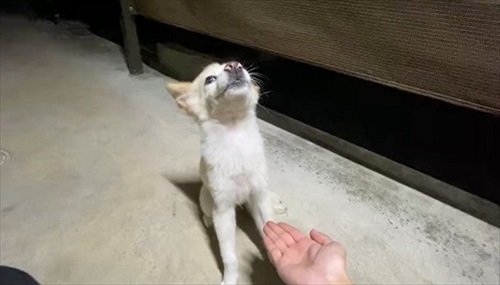 お手が意味不明で石化するワンちゃん