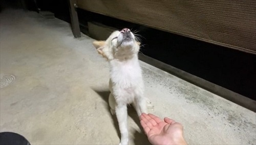 反応しないワンコワンちゃん