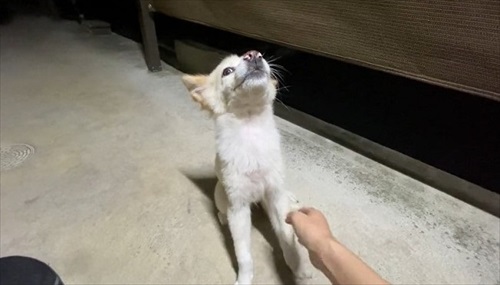 しせんを動かす犬