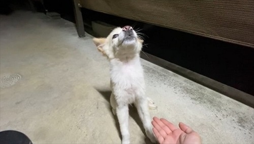 お手が意味不明で石化するワンちゃん