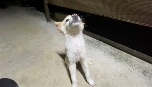 お手が意味不明で石化するワンちゃん