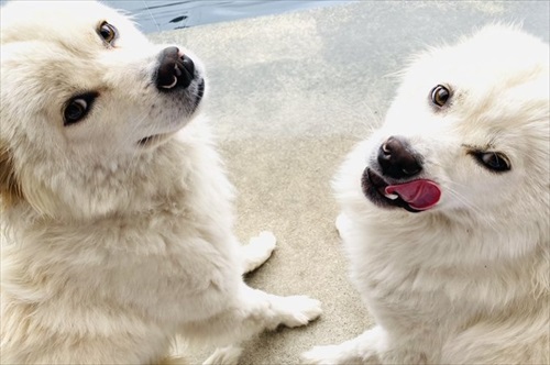 お手が意味不明で石化するワンちゃん