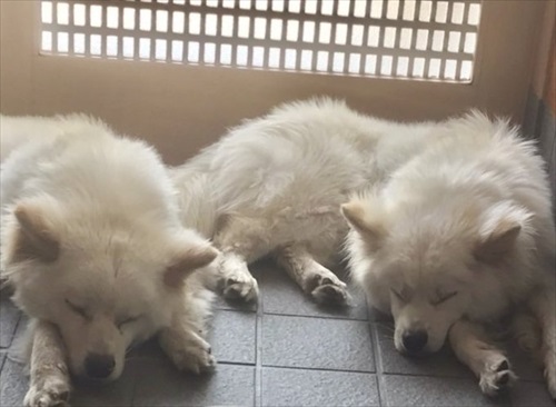 お手が意味不明で石化するワンちゃん