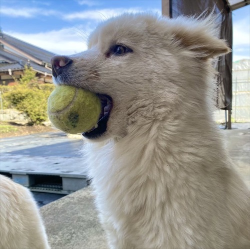 お手が意味不明で石化するワンちゃん