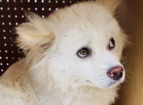 お手が意味不明で石化するワンちゃん