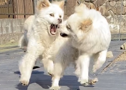 お手が意味不明で石化するワンちゃん