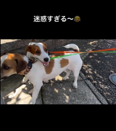 兄犬のリードをくわえて歩く弟犬