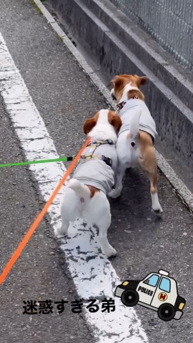 寄り添って歩く犬