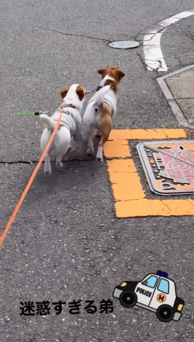 仲良く散歩する犬