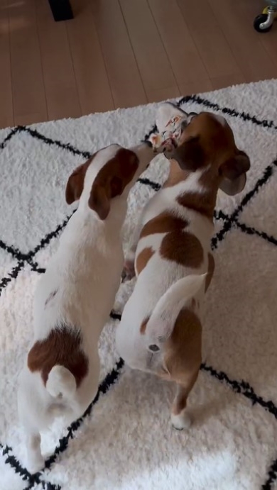 スリッパを奪って逃げる犬