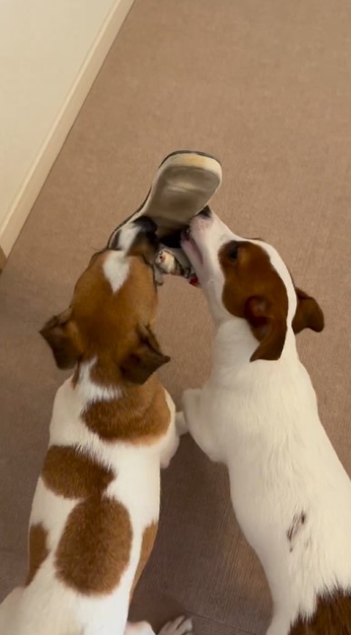 スリッパをくわえてはしゃぐ犬