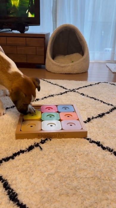 ノーズワークをする犬