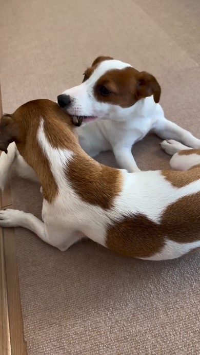 耳ハムをする犬