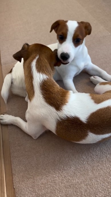 仲むつまじい犬