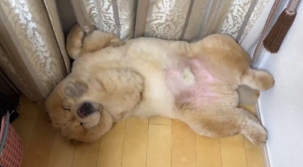 へそ天で寝る犬