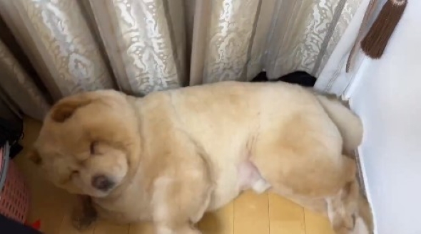 急に起き上がる犬