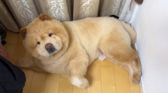 こちらを見つめる犬