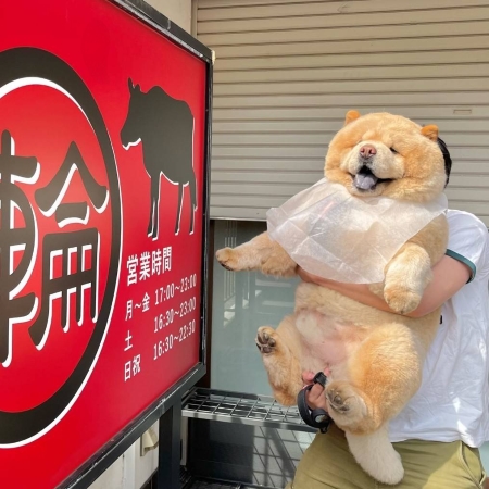 看板の前の犬
