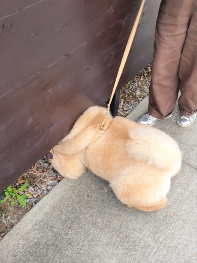 塀に挟まった犬