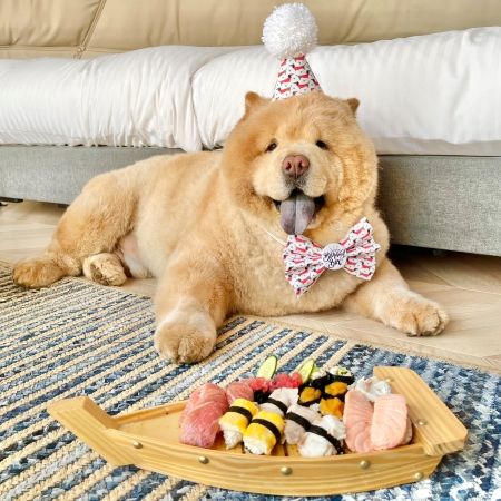 犬用お寿司を見つめる犬