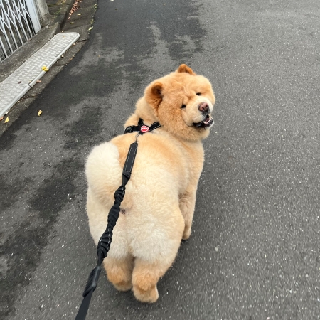 散歩中に振り返る犬