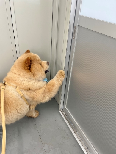 ドアを開けようとする犬