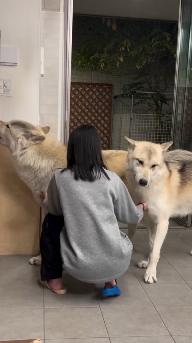 飼い主になでてもらう犬