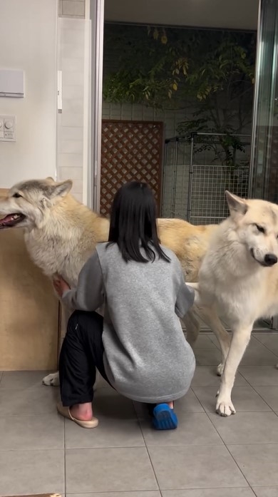飼い主が弟をなでるのを邪魔する犬