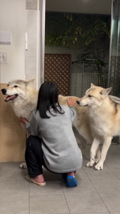 飼い主を見つめる犬