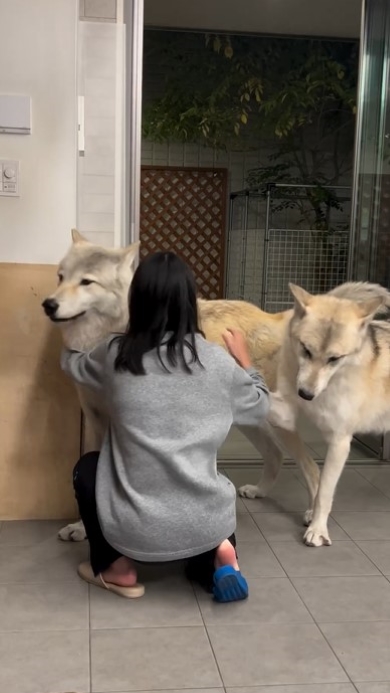 前足で飼い主の手をつかむ犬