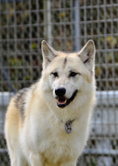 りりしい表情の犬