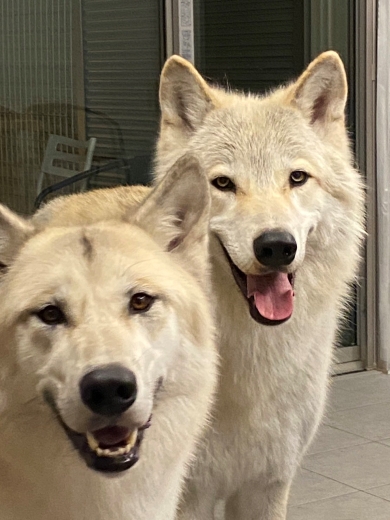 甘えるような表情の犬