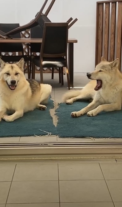 あくびをする犬