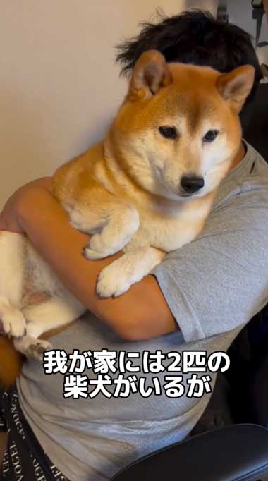 前回柴犬