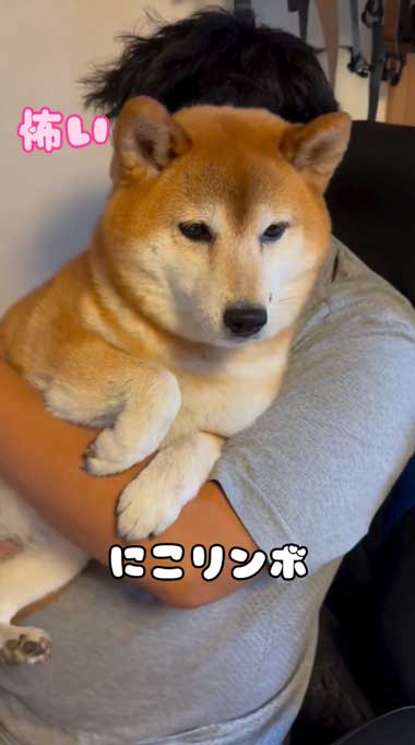 足が震える柴犬