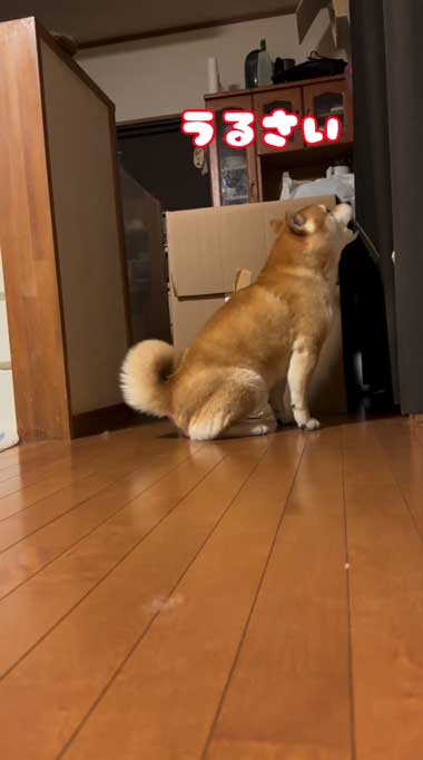 もう1匹の柴犬