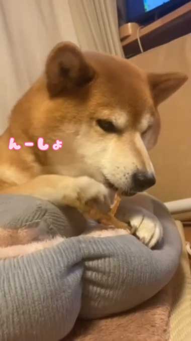 おやつ食べる柴犬